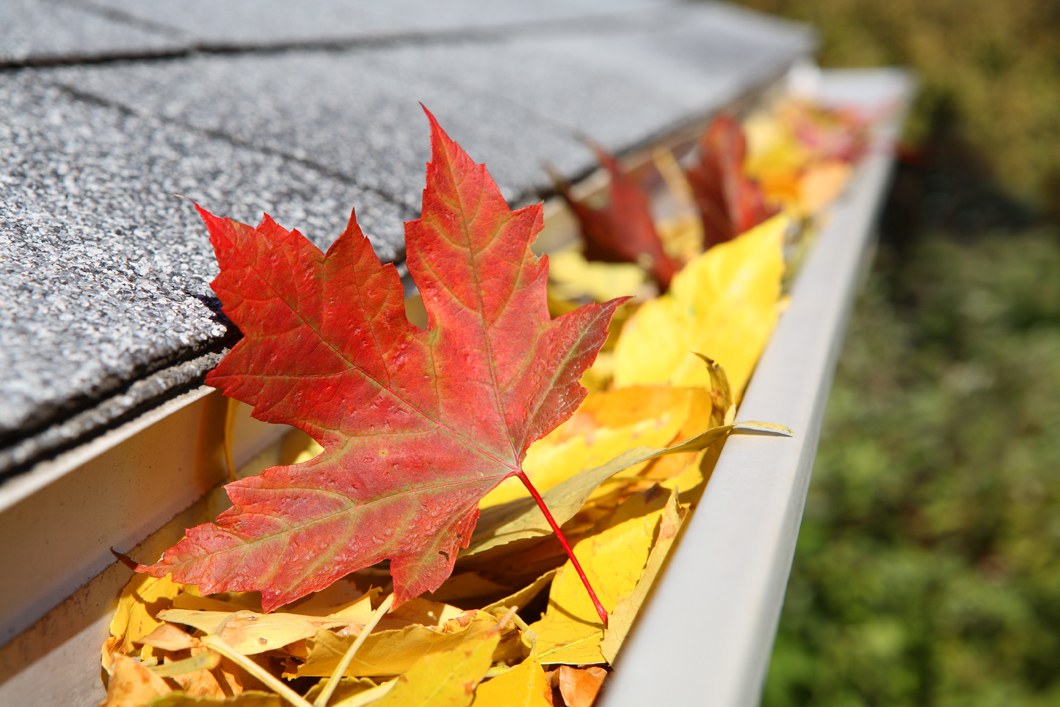 Gutter full of fall leaves ready for cleaning